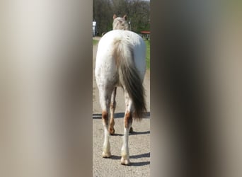 American Quarter Horse, Castrone, 15 Anni, 140 cm, Bianco