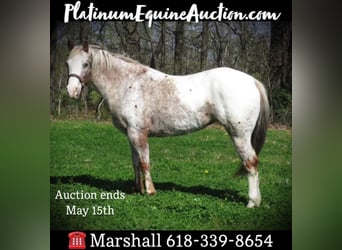 American Quarter Horse, Castrone, 15 Anni, 140 cm, Bianco