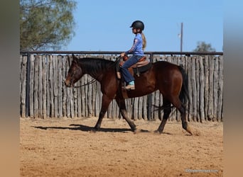 American Quarter Horse, Castrone, 15 Anni, 142 cm, Baio ciliegia