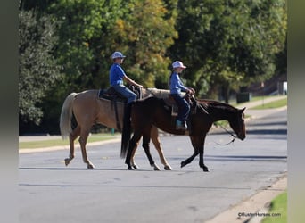 American Quarter Horse, Castrone, 15 Anni, 142 cm, Baio ciliegia