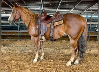 American Quarter Horse, Castrone, 15 Anni, 145 cm, Sauro ciliegia