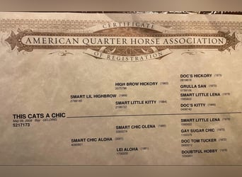 American Quarter Horse, Castrone, 15 Anni, 147 cm, Baio ciliegia