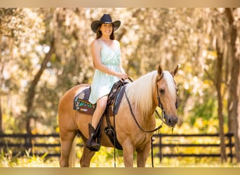 American Quarter Horse, Castrone, 15 Anni, 147 cm, Palomino