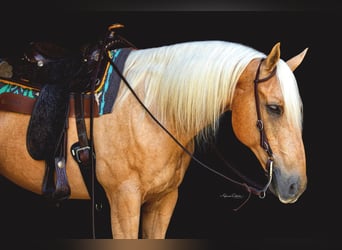American Quarter Horse, Castrone, 15 Anni, 147 cm, Palomino