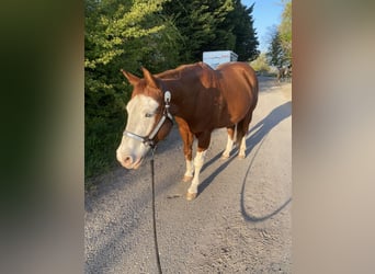 American Quarter Horse, Castrone, 15 Anni, 148 cm, Baio