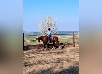 American Quarter Horse, Castrone, 15 Anni, 148 cm, Baio