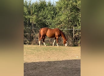 American Quarter Horse, Castrone, 15 Anni, 148 cm, Baio