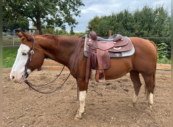 American Quarter Horse, Castrone, 15 Anni, 148 cm, Baio