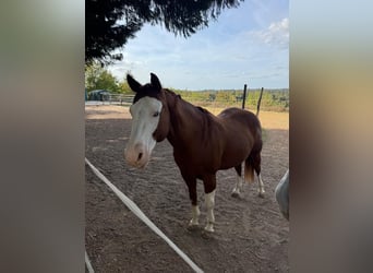 American Quarter Horse, Castrone, 15 Anni, 148 cm, Baio