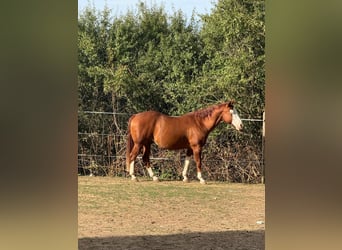 American Quarter Horse, Castrone, 15 Anni, 148 cm, Baio