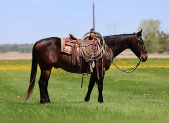 American Quarter Horse, Castrone, 15 Anni, 150 cm, Baio