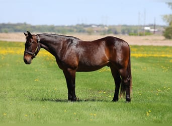 American Quarter Horse, Castrone, 15 Anni, 150 cm, Baio