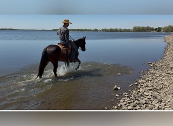 American Quarter Horse, Castrone, 15 Anni, 150 cm, Baio