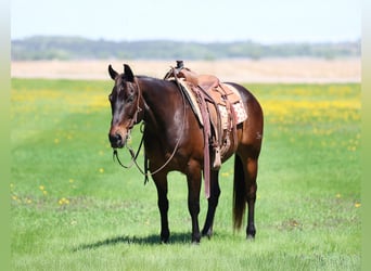 American Quarter Horse, Castrone, 15 Anni, 150 cm, Baio