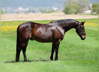 American Quarter Horse, Castrone, 15 Anni, 150 cm, Baio