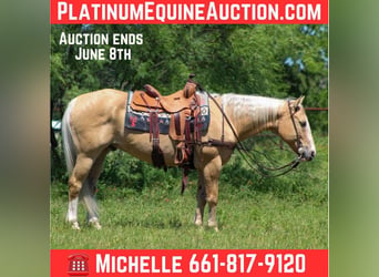 American Quarter Horse, Castrone, 15 Anni, 150 cm, Palomino