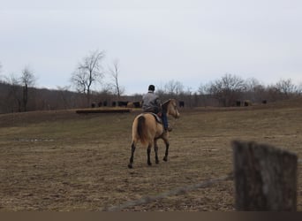 American Quarter Horse, Castrone, 15 Anni, 150 cm, Pelle di daino