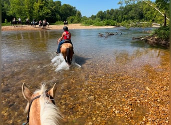 American Quarter Horse, Castrone, 15 Anni, 150 cm, Pelle di daino