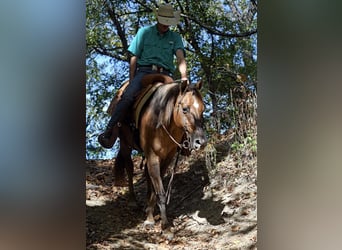 American Quarter Horse, Castrone, 15 Anni, 150 cm, Red dun