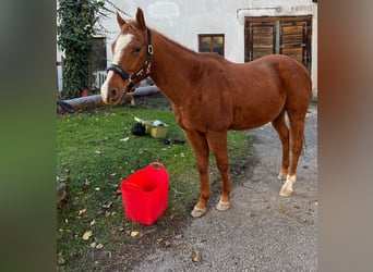 American Quarter Horse, Castrone, 15 Anni, 150 cm, Sauro