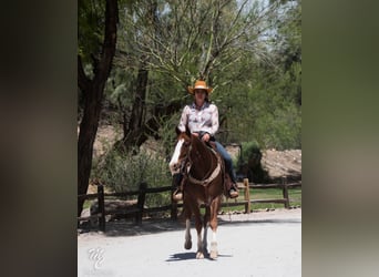 American Quarter Horse, Castrone, 15 Anni, 150 cm, Sauro ciliegia