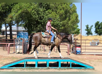 American Quarter Horse, Castrone, 15 Anni, 152 cm, Grullo