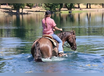 American Quarter Horse, Castrone, 15 Anni, 152 cm, Grullo