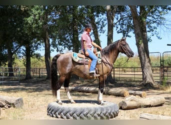 American Quarter Horse, Castrone, 15 Anni, 152 cm, Grullo
