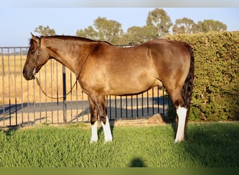 American Quarter Horse, Castrone, 15 Anni, 152 cm, Grullo