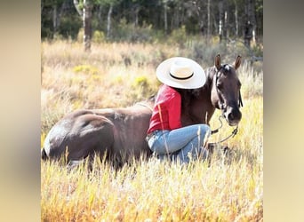 American Quarter Horse, Castrone, 15 Anni, 152 cm, Grullo