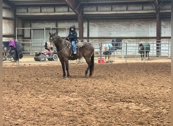 American Quarter Horse, Castrone, 15 Anni, 152 cm, Pelle di daino