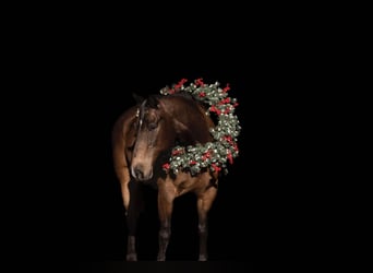 American Quarter Horse, Castrone, 15 Anni, 152 cm, Pelle di daino