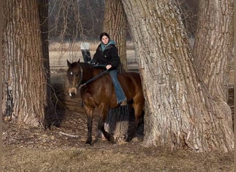 American Quarter Horse, Castrone, 15 Anni, 152 cm, Pelle di daino