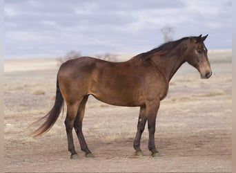 American Quarter Horse, Castrone, 15 Anni, 152 cm, Pelle di daino