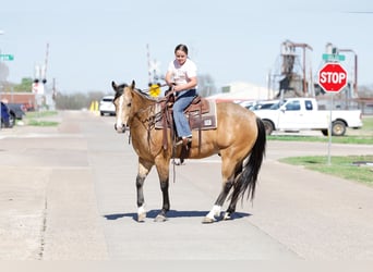 American Quarter Horse, Castrone, 15 Anni, 152 cm, Pelle di daino