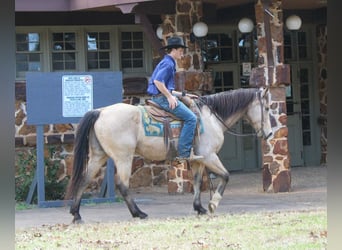 American Quarter Horse, Castrone, 15 Anni, 152 cm, Pelle di daino