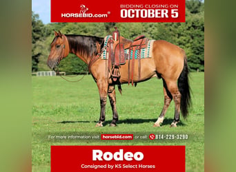 American Quarter Horse, Castrone, 15 Anni, 152 cm, Pelle di daino
