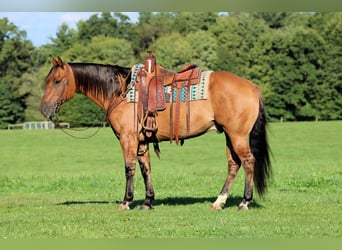 American Quarter Horse, Castrone, 15 Anni, 152 cm, Pelle di daino