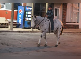 American Quarter Horse, Castrone, 15 Anni, 152 cm