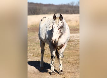 American Quarter Horse, Castrone, 15 Anni, 152 cm