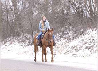 American Quarter Horse, Castrone, 15 Anni, 152 cm, Red dun