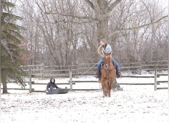 American Quarter Horse, Castrone, 15 Anni, 152 cm, Red dun