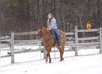 American Quarter Horse, Castrone, 15 Anni, 152 cm, Red dun