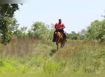 American Quarter Horse, Castrone, 15 Anni, 152 cm, Roano rosso