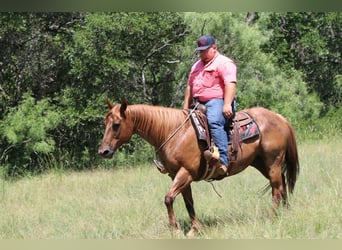 American Quarter Horse, Castrone, 15 Anni, 152 cm, Roano rosso