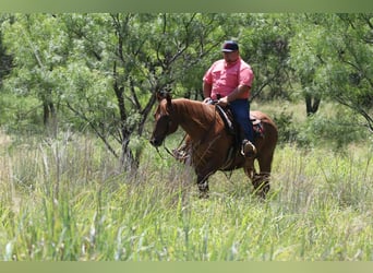 American Quarter Horse, Castrone, 15 Anni, 152 cm, Roano rosso