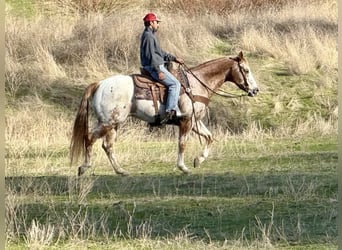 American Quarter Horse, Castrone, 15 Anni, 152 cm, Roano rosso