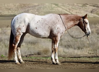 American Quarter Horse, Castrone, 15 Anni, 152 cm, Roano rosso