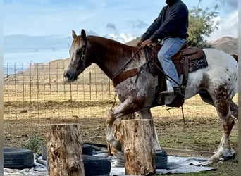 American Quarter Horse, Castrone, 15 Anni, 152 cm, Roano rosso