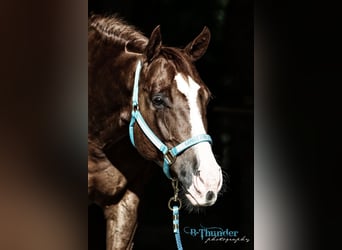 American Quarter Horse, Castrone, 15 Anni, 152 cm, Sauro